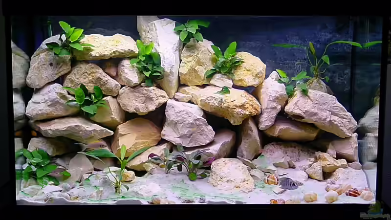 Tanganjikaaquarium 300L Tanganjikaaquarium 300L