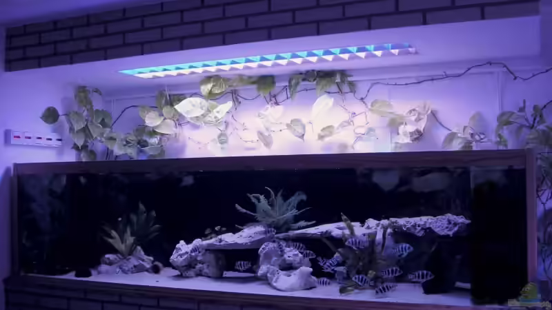 Tanganjikabecken 1050Liter Tanganjikabecken 1050Liter