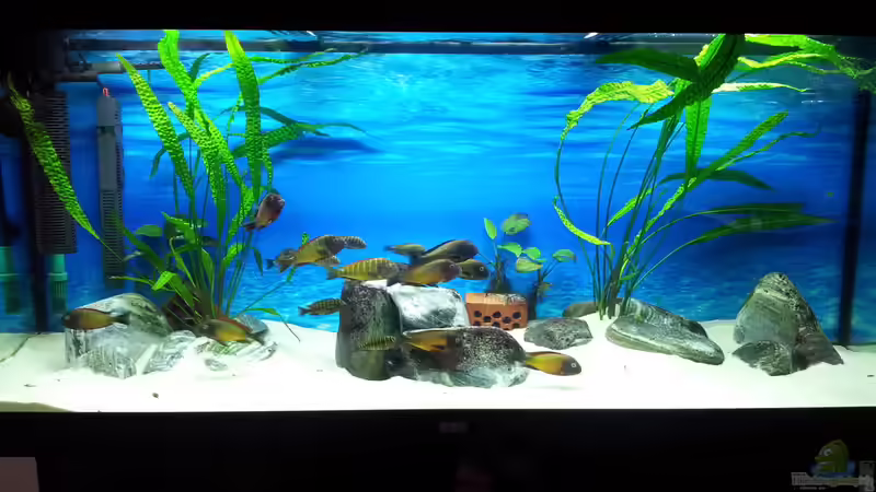 Tanganjyka Lakeside Tanganjyka Lakeside