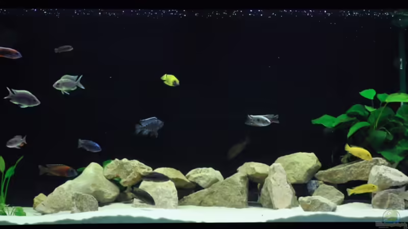 Tank vorne Tank vorne