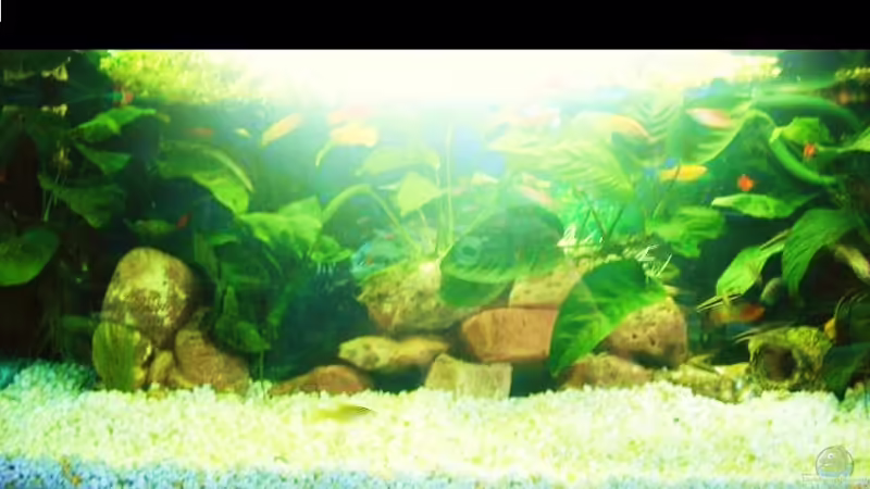 Tarlis neues Aquarium Tarlis neues Aquarium