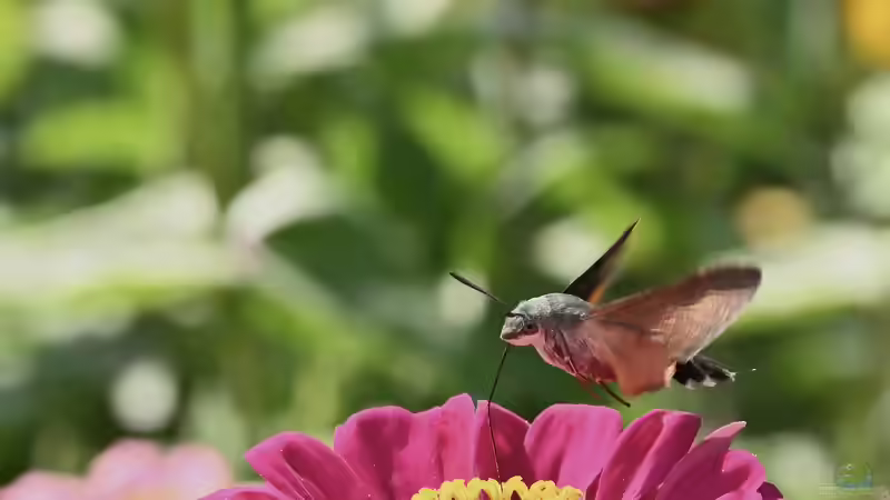 Taubenschwänzchen oder Kolibri - Wer schwirrt durch den Garten?