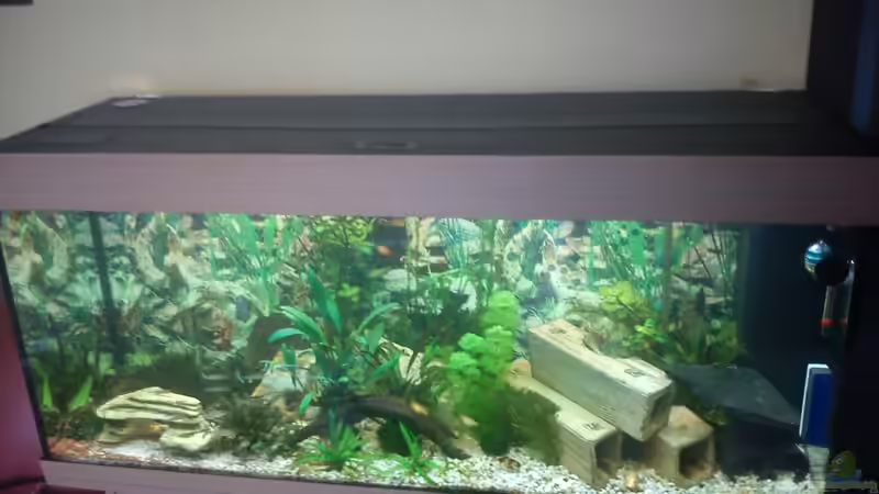 Tauche ein in die faszinierende Welt der Aquarien mit dem perfekten Aquariumkomplettset