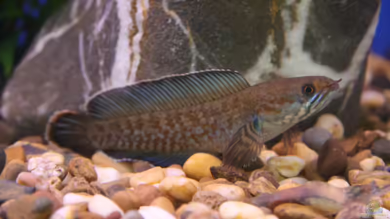 Tauchen in die Tiefen der Aquaristik: Faszination der Raritäten unter den Zierfischen