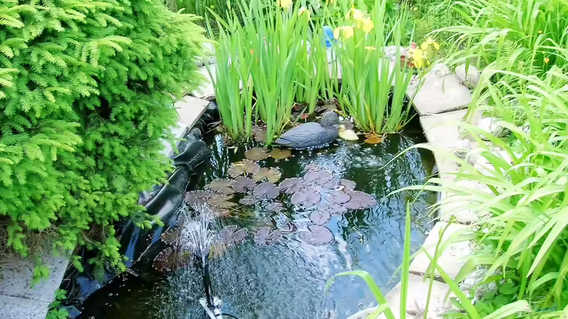 Teich Hauptansicht von mein kleiner Gartenteich Teich Hauptansicht von mein kleiner Gartenteich