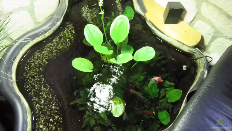 Teich Hauptansicht von Teich Teich Hauptansicht von Teich