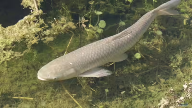 Teichböden im Detail: Unterschiede zwischen Schlamm, Sand und Lehm