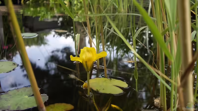 Teichpflege im Herbst: Tannenwedel und andere Unterwasserpflanzen