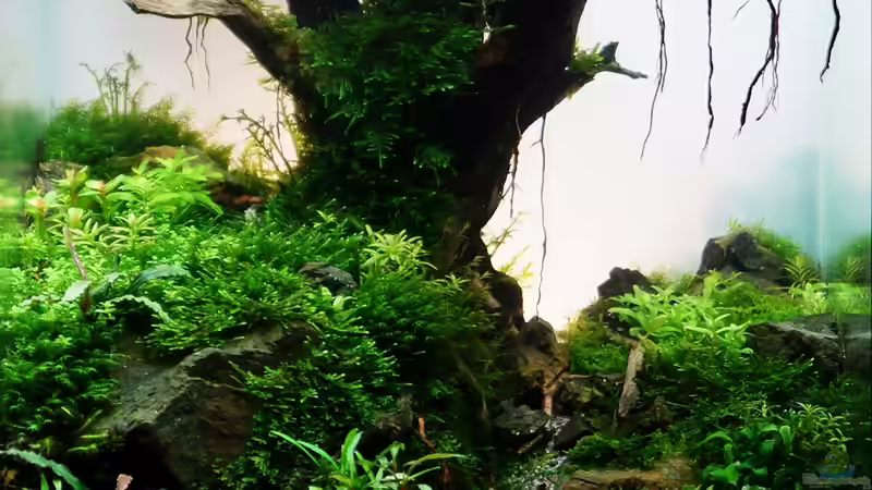 Teilnahmefoto IAPLC 2013 Teilnahmefoto IAPLC 2013