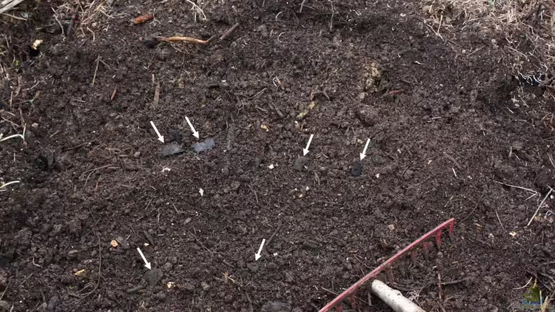 Terra Preta: Wie kann man sie selbst herstellen?