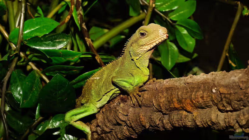 Terrarien in der Küche: Eine neue Art, die Natur in Ihr Zuhause zu bringen
