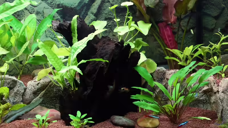 Aquarien mit Motivrückwand Juwel Cliff