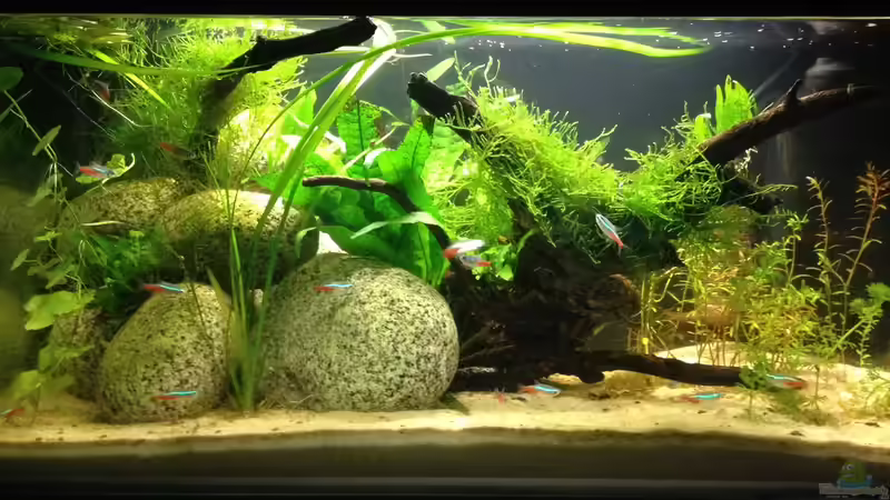 Testbecken Front Testbecken Front