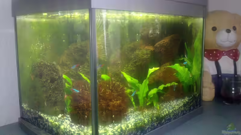 Tetra 20er Tetra 20er