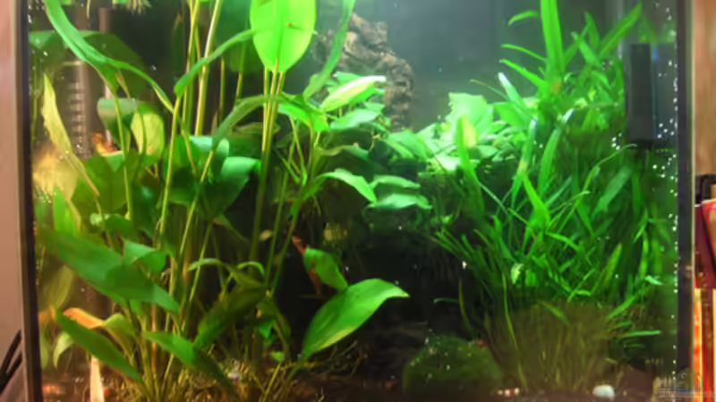 TetraAquaArt30 TetraAquaArt30