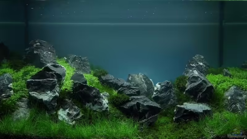 The art of the plandet aquarium 2013 The art of the plandet aquarium 2013