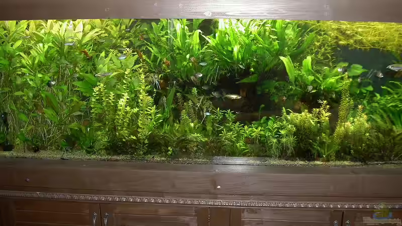 The green Hell !!!!!! The green Hell !!!!!!