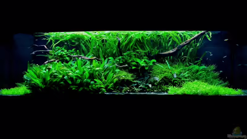 The spirit of Asia The spirit of Asia