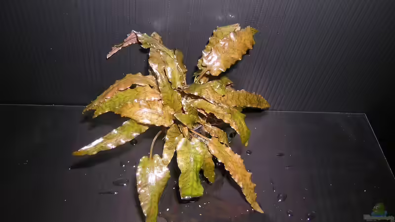 Thema Pflanzen im Malawiaquarium