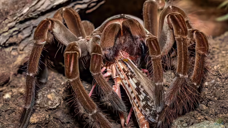 Theraphosa blondi: So lebt die größte Spinne der Welt in der Natur