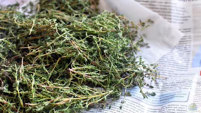 Thymian bei Husten - Wirkung, Hintergründe und bewährte Anwendungen der Heilpflanze