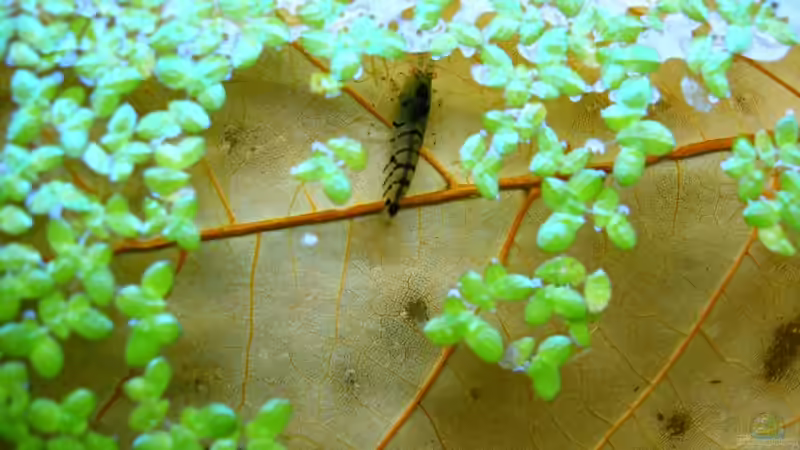 Einrichtungsbeispiele mit Caridina sp. Tiger (Tiger-Zwerggarnele)