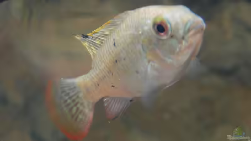 Coptodon zillii im Aquarium (Einrichtungsbeispiele für Zilles Buntbarsch)