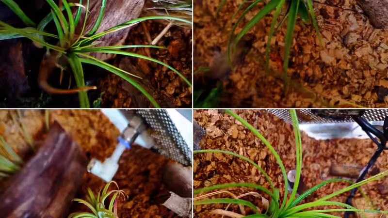 Tillandsia / Tillandsien