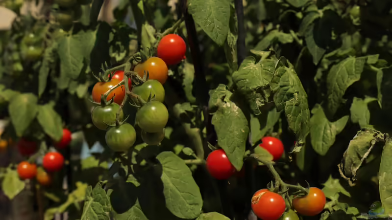 Tomaten ausgeizen: Was bedeutet das?