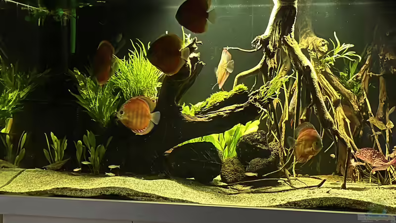 Top-Tipps für die Einrichtung eines Aquariums im Büro