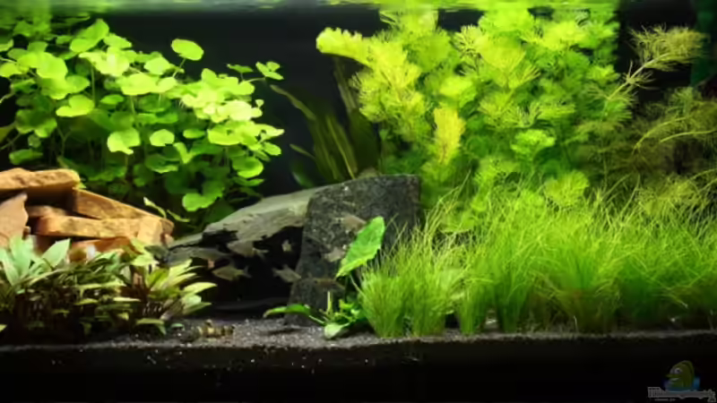 Totale, 19.09.08 Totale, 19.09.08