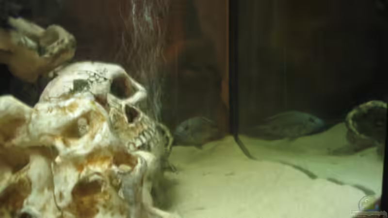 Aquarien mit Totenkopf als Deko