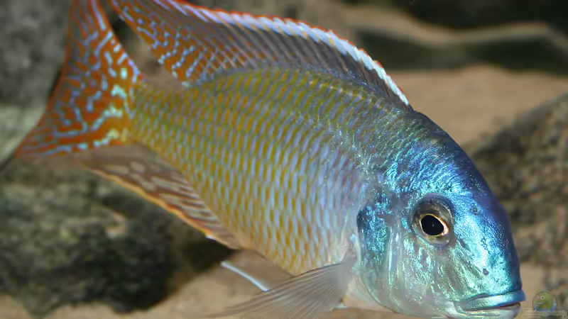 Tramitichromis sp. Red Flush im Aquarium halten (Einrichtungsbeispiele für Tramitichromis sp. Red Flush)