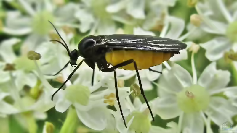 Trauermücken im Garten: Ursachen, Erkennung und wirksame Strategien zur nachhaltigen Bekämpfung