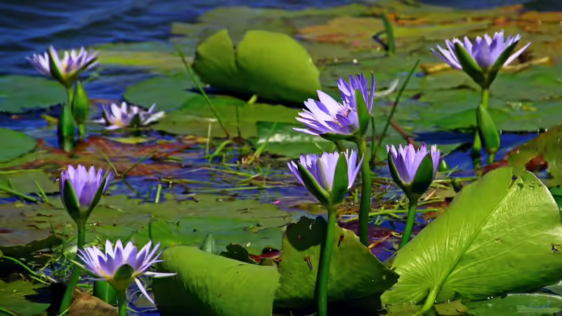 Trends für einen modernen Gartenteich