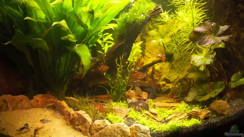 Trigon 190 nach der Umgestaltung Trigon 190 nach der Umgestaltung