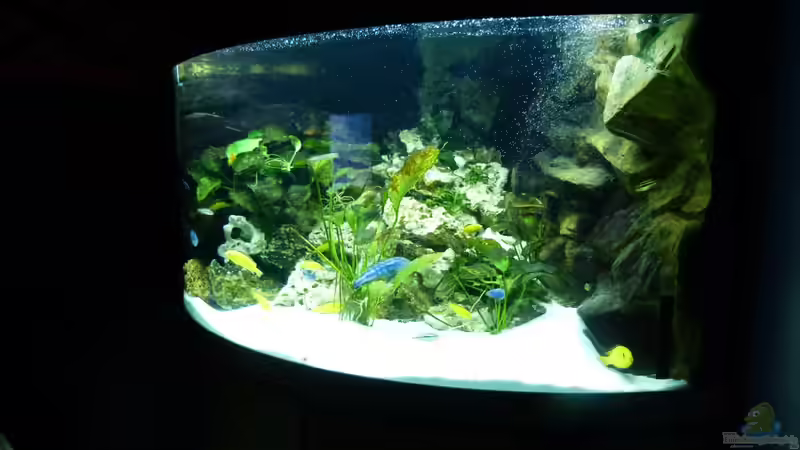 trigon 350 trigon 350