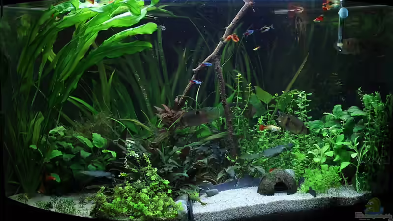 Trigon Gesamtansicht Trigon Gesamtansicht