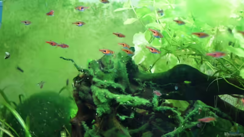 Einrichtungsbeispiele mit Schwarmfischen