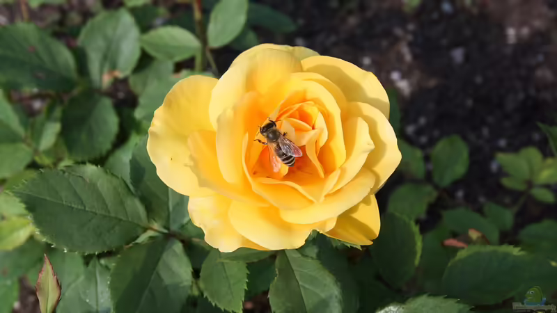 Trinkplätze für Bienen