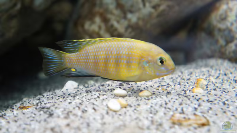 Einrichtungsbeispiele für Tropheops sp. "Mauve"