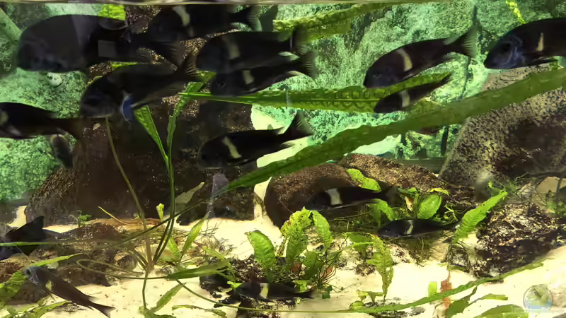 Tropheus, Julidochromis, Neolamprologus und die Temperatur