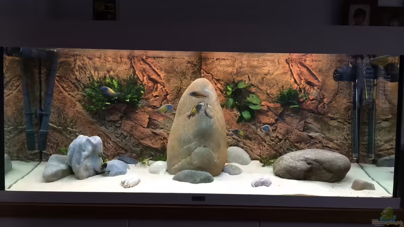 Tropheus-Becken Tropheus-Becken