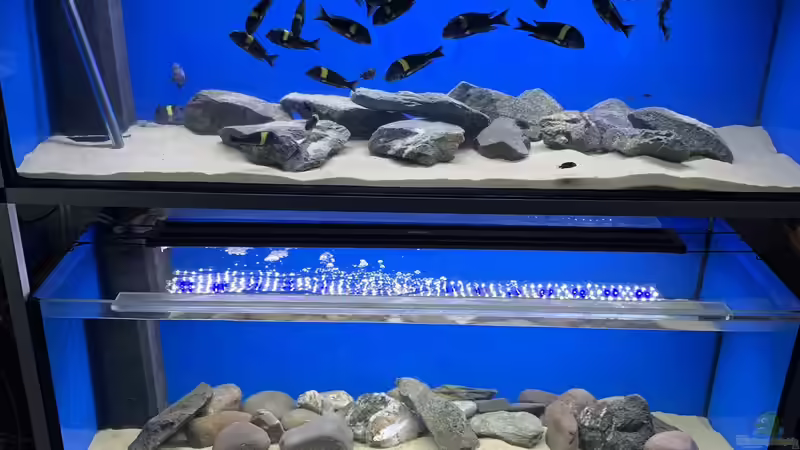 Tropheus Höhle Tropheus Höhle