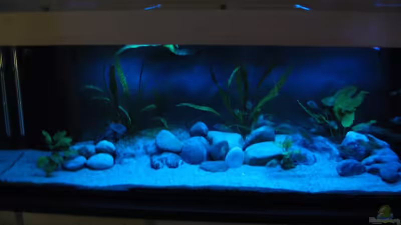 Tropheus Kapampa Tropheus Kapampa