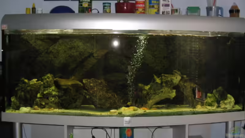 Tropheusbecken 575 l Tropheusbecken 575 l