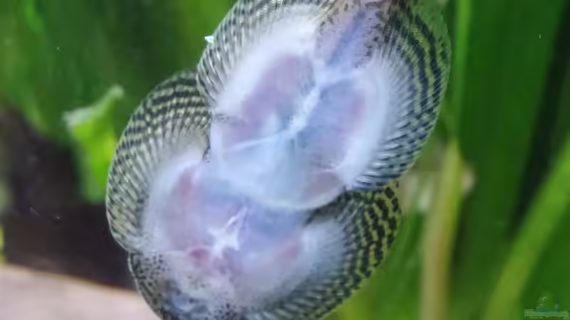 Aquarien mit Beaufortia leveretti (Tüpfel-Flossensauger)