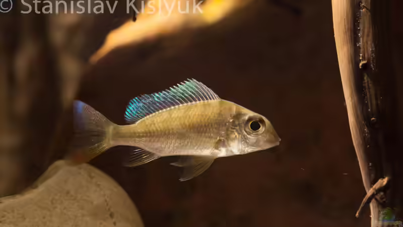 Tylochromis lateralis im Aquarium (Einrichtungsbeispiele für Tylochromis lateralis)