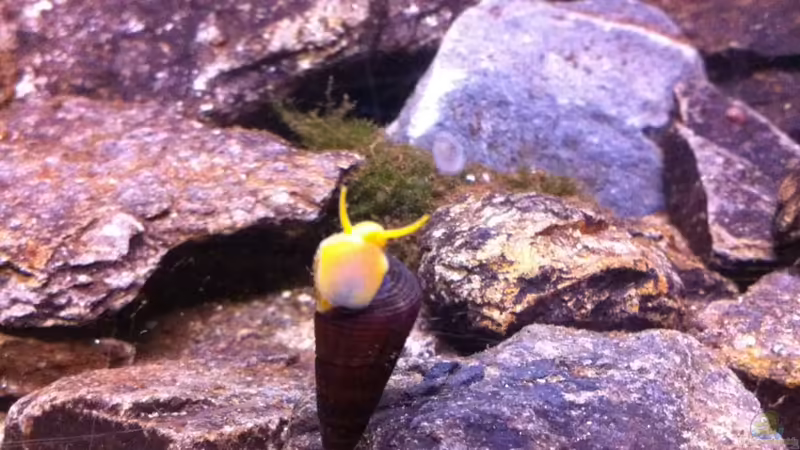 Tylomelania sp. Orange im Aquarium (Einrichtungsbeispiele für Orangene Felsenschnecke)