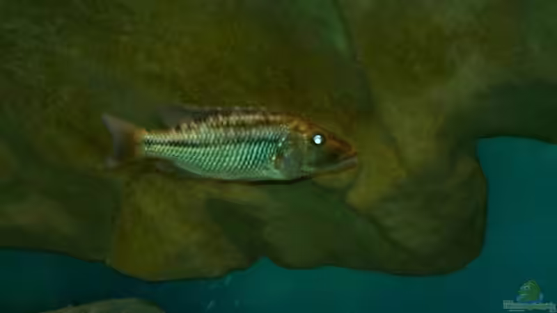 Einrichtungsbeispiele für die Haltung von Tyrannochromis macrostoma im Aquarium
